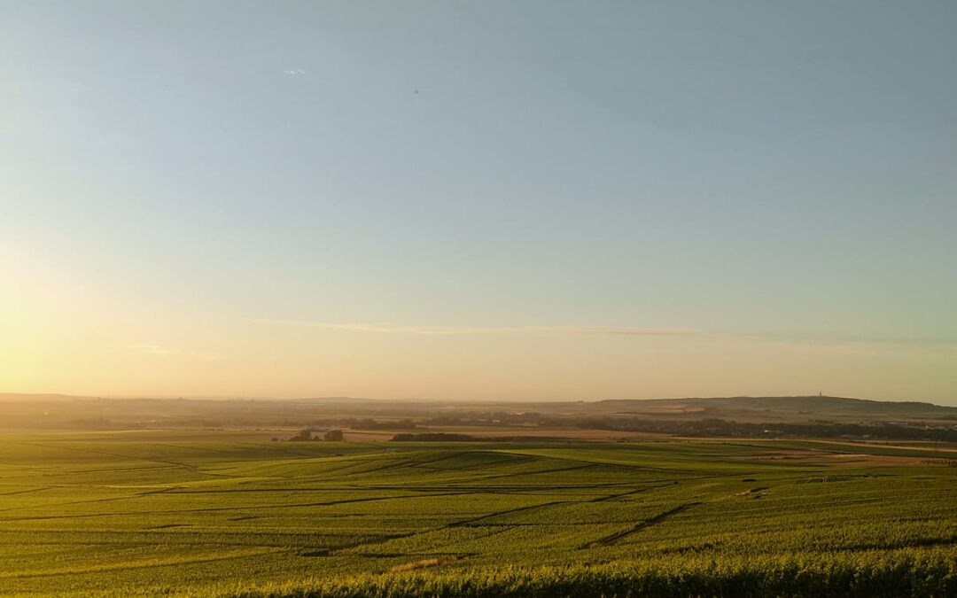 Mon nouveau roman : Effervescences 🍾 🥂