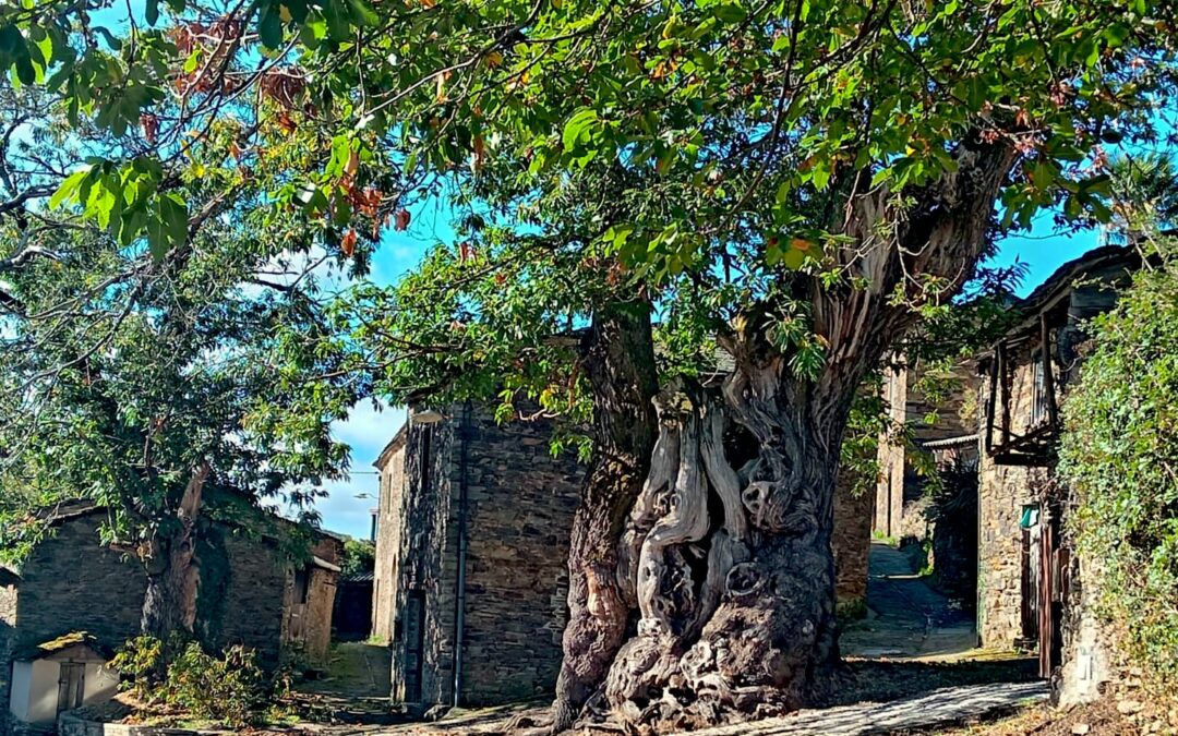 Mon chemin de Compostelle 2025 Etape 52  🥾🥾