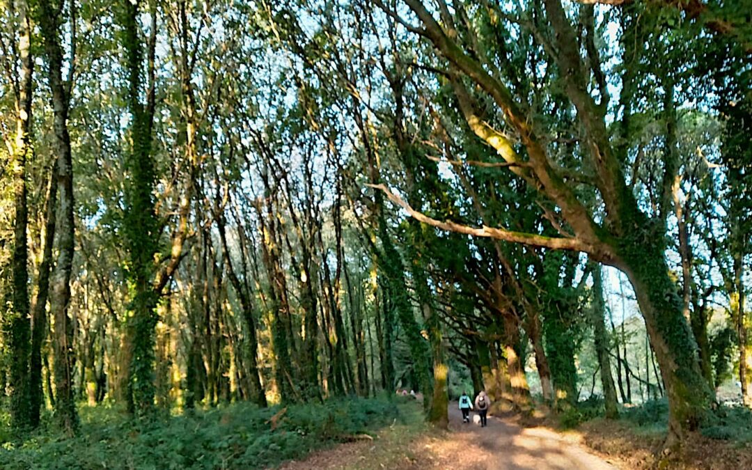 Mon chemin de Compostelle 2025 Etape 56 🥾🥾
