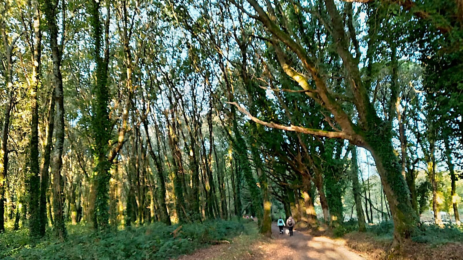 Mon chemin de Compostelle 2025 Etape 56 🥾🥾